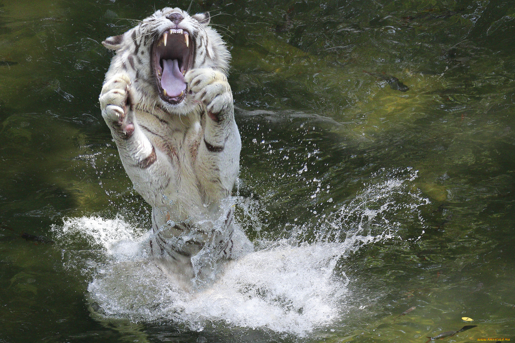 Белый тигр в прыжке